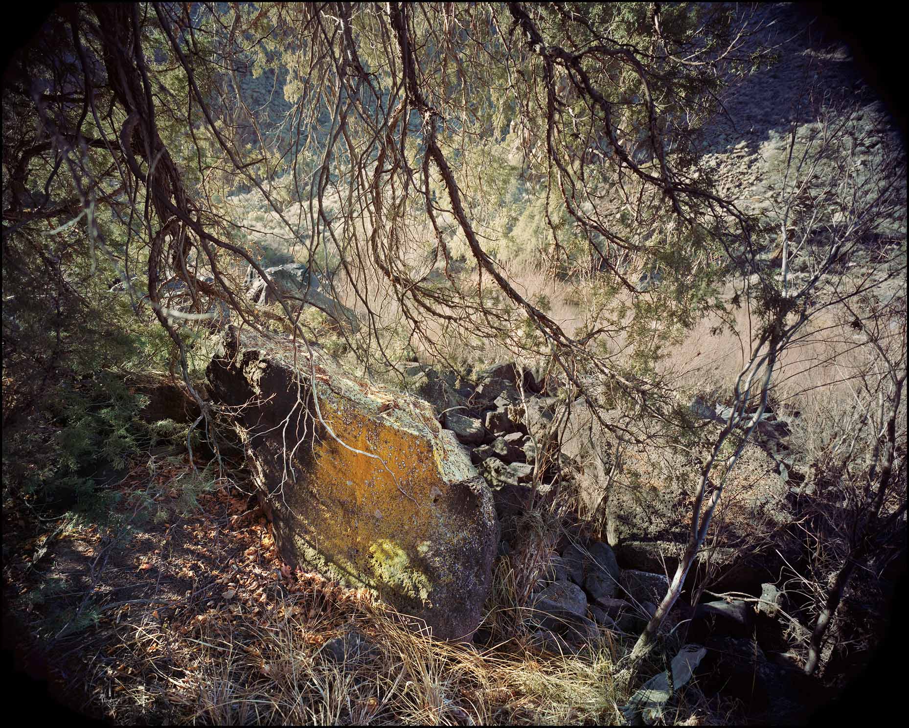 Rock.Trees_1